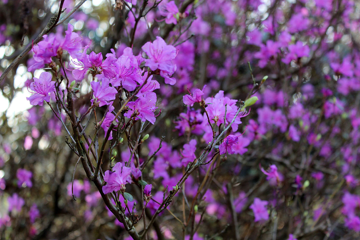Багульник крупнолистный