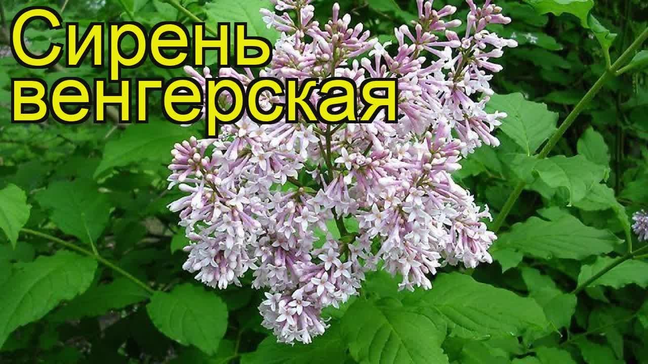 Сирень Комарова