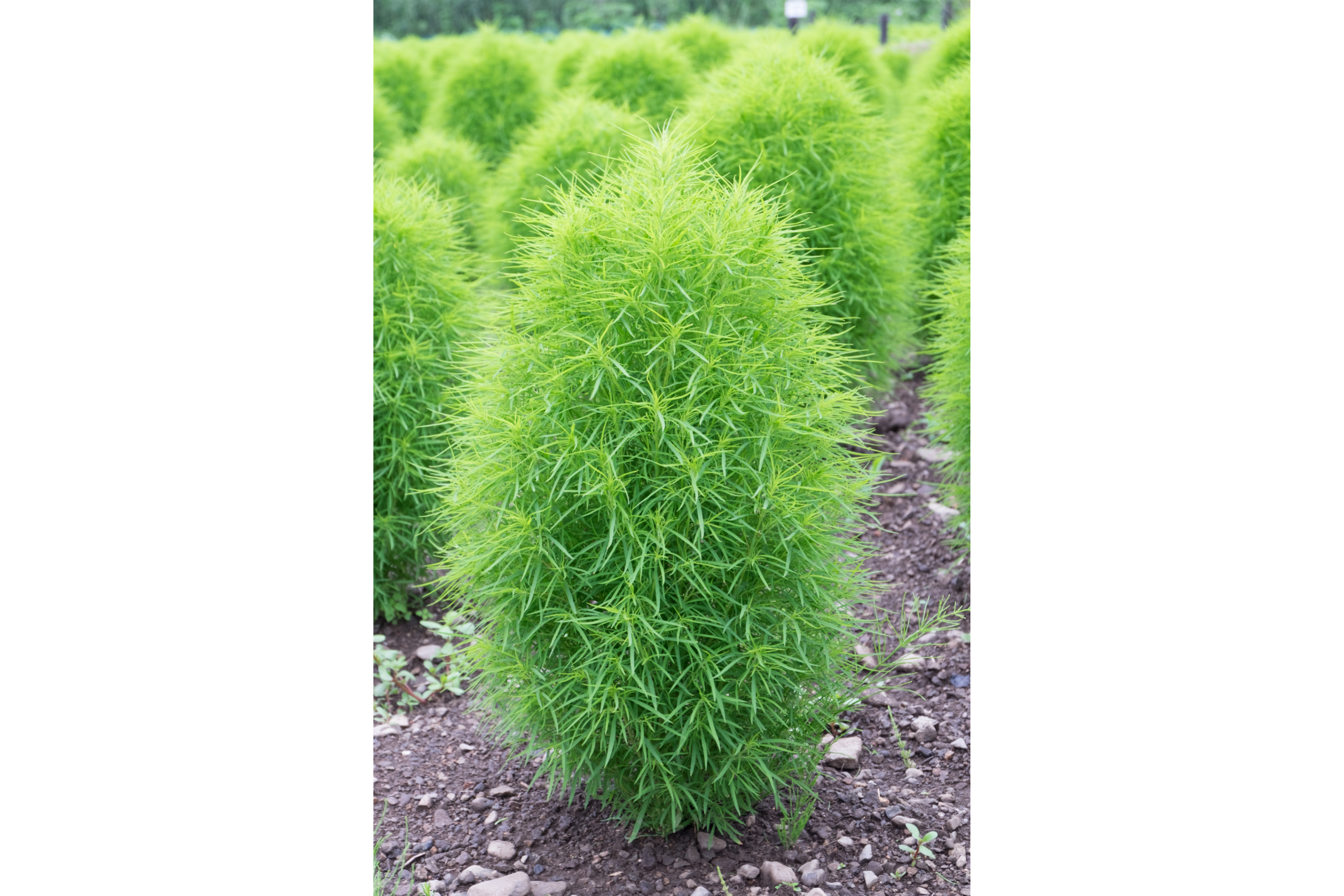 Бассия иссополистная