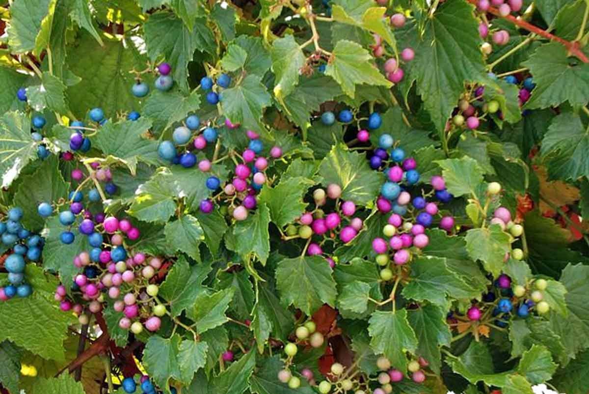 Виноград Коинета