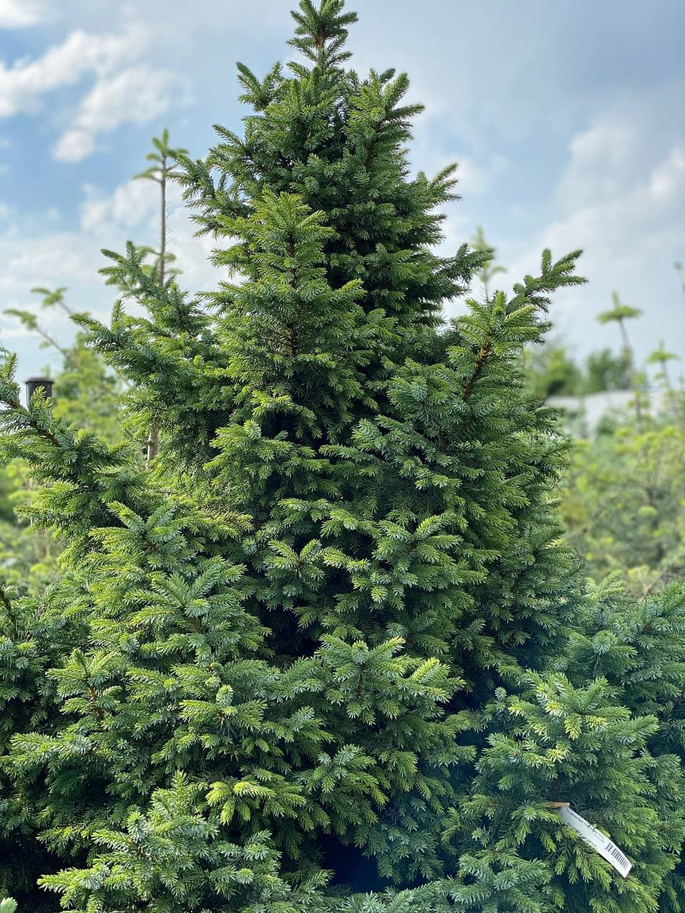 Ель сербская Ель сербская