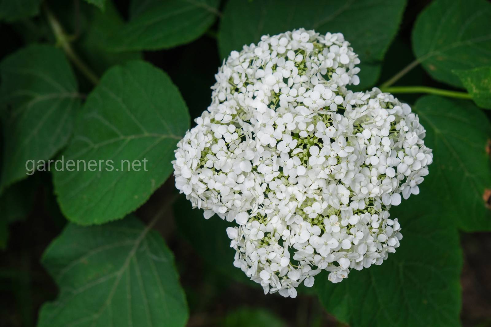 Гортензия пепельная Гортензия пепельная
