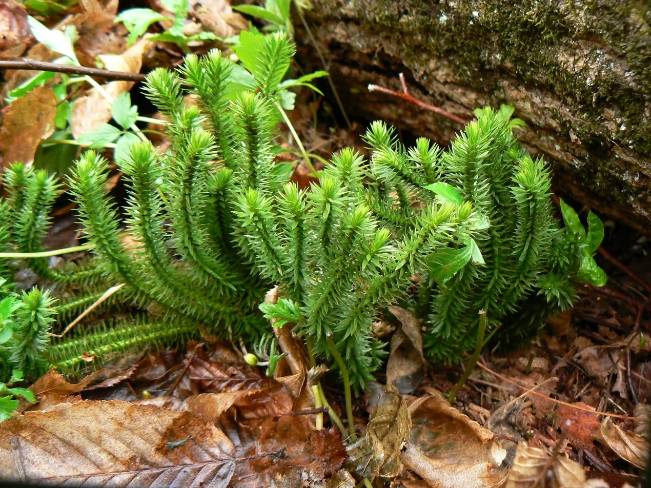 Баранец обыкновенный