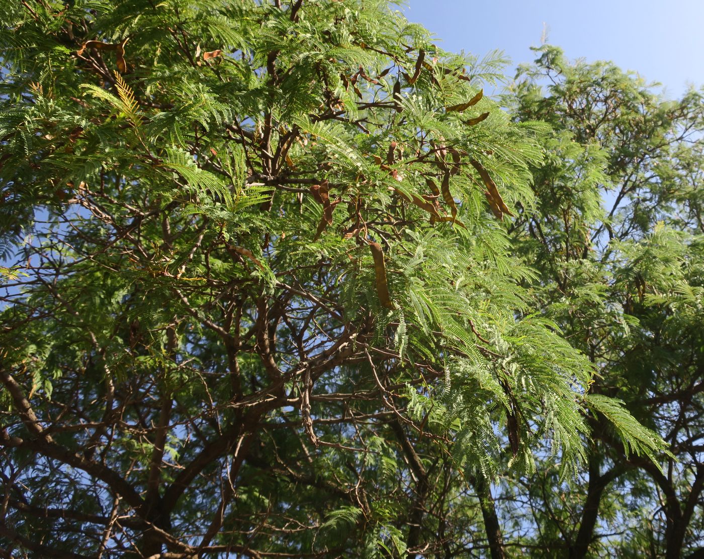Гледичия трехколючковая Гледичия трехколючковая