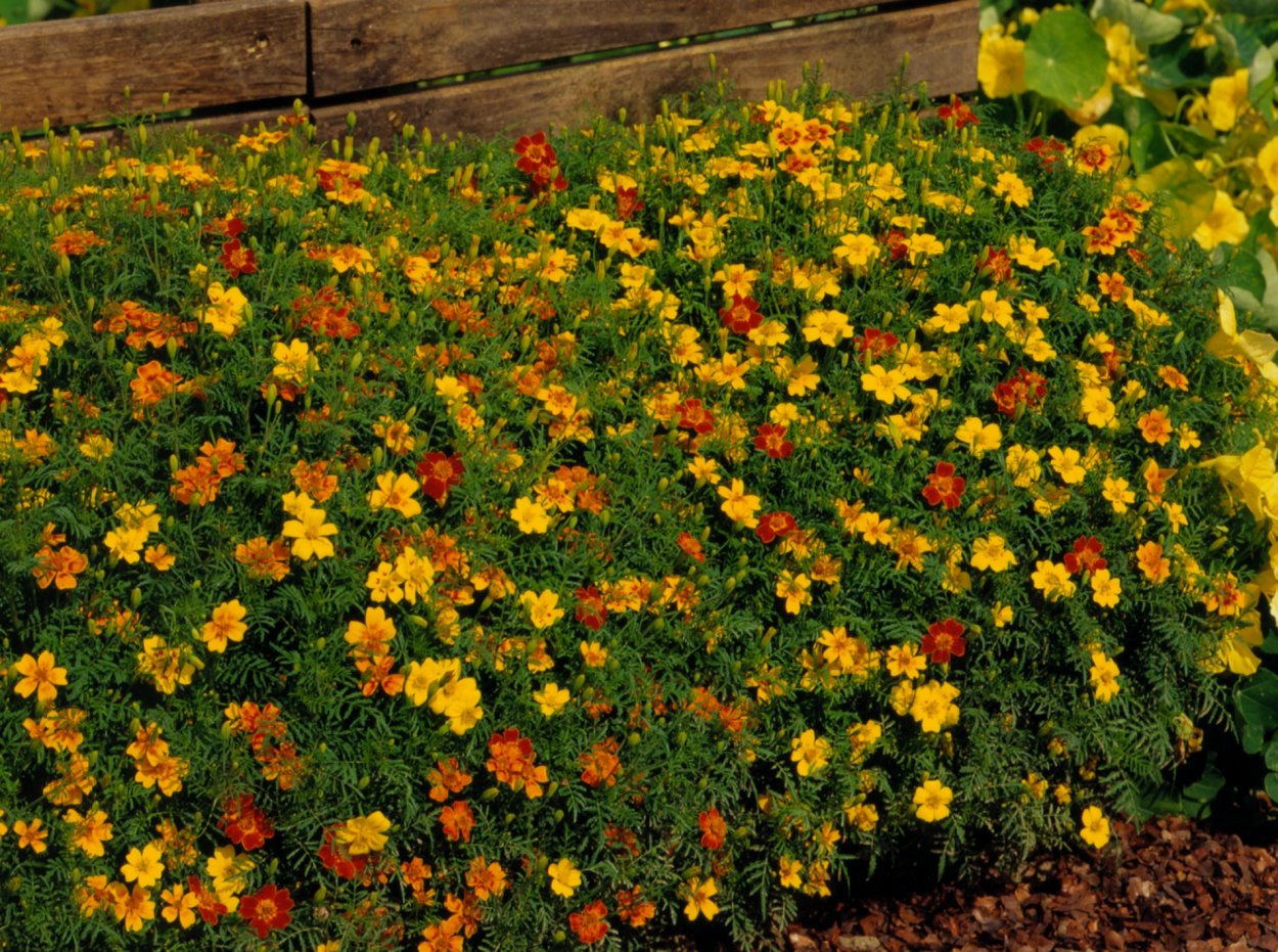 Бархатцы мелкоцветные
