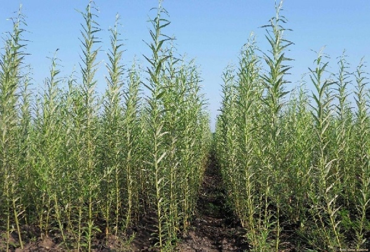 Ива корзиночная Ива корзиночная