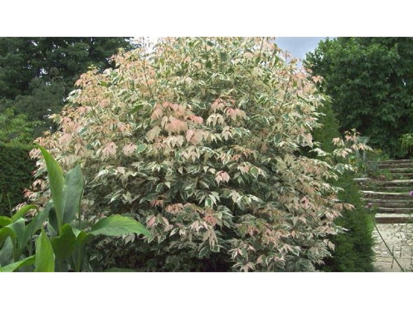 Клён ясенелистный