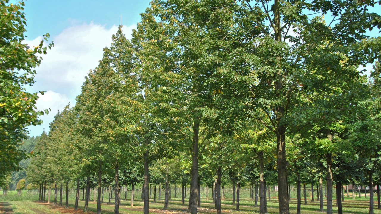 Липа американская