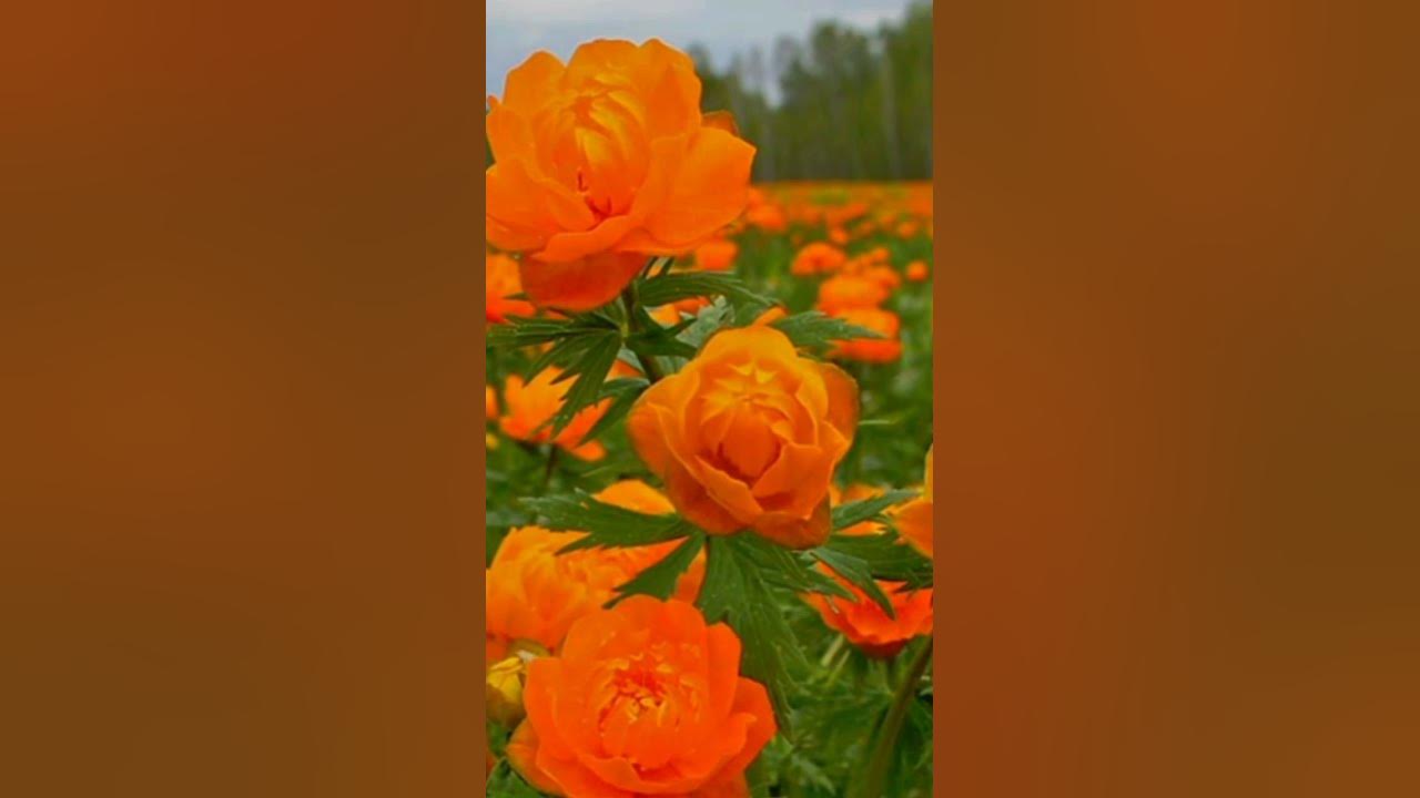 Купальница