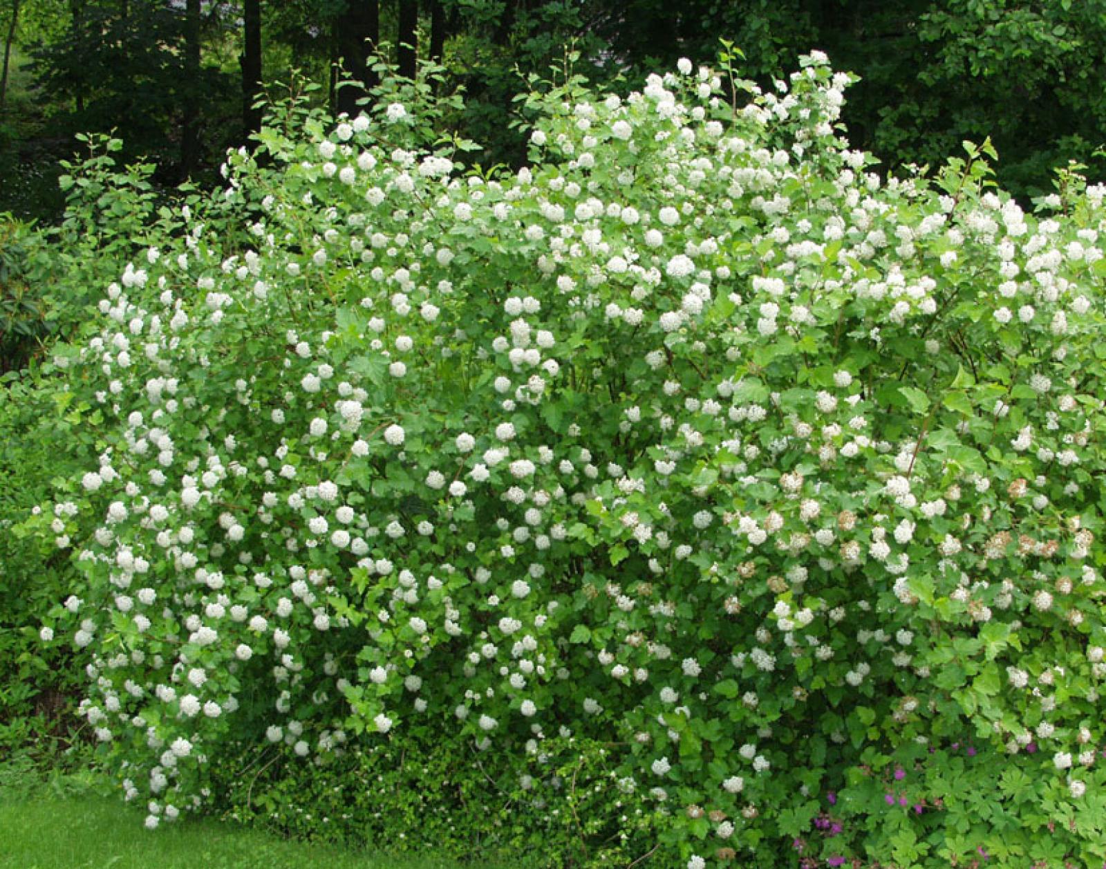 Снежноягодник