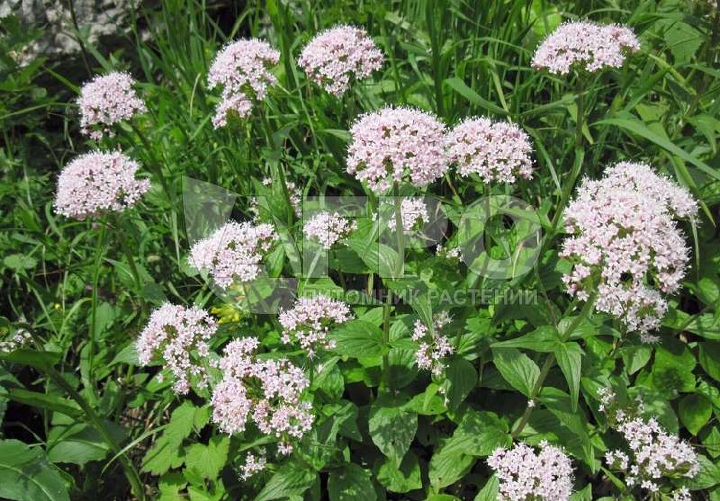 Валериана Валериана