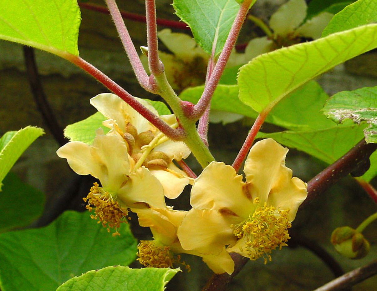 Актинидия китайская