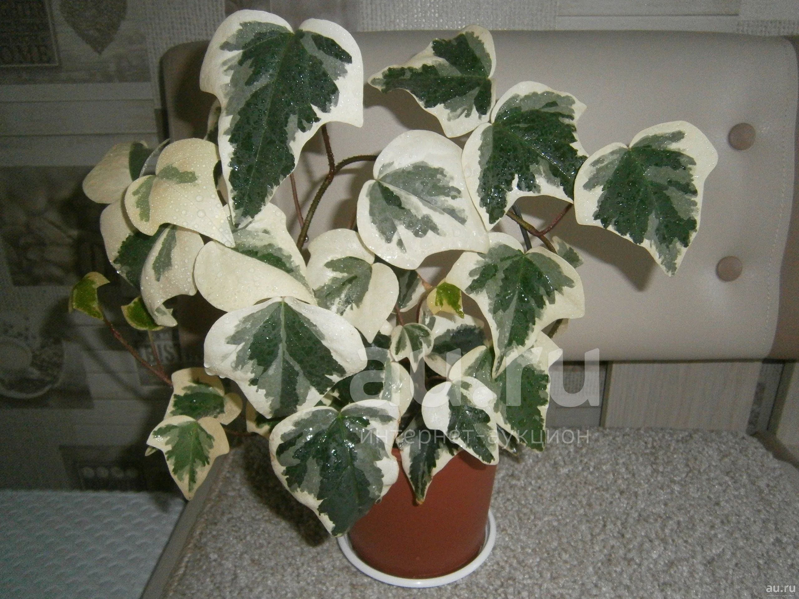 Плющ пестролистный