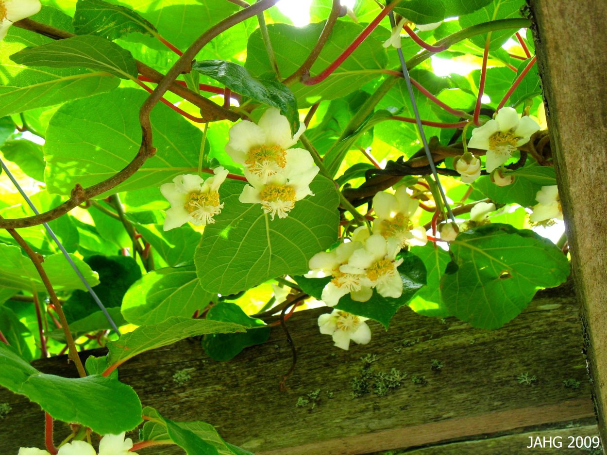 Актинидия китайская