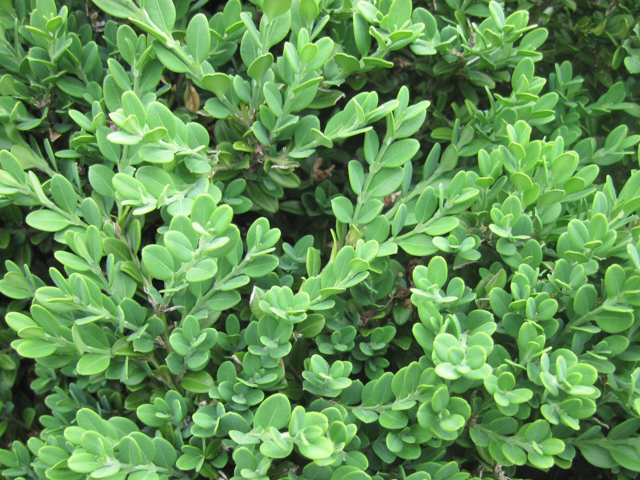 Самшит мелколистный