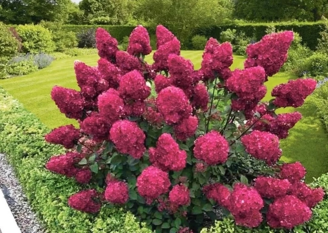 Гортензия метельчатая Гортензия метельчатая