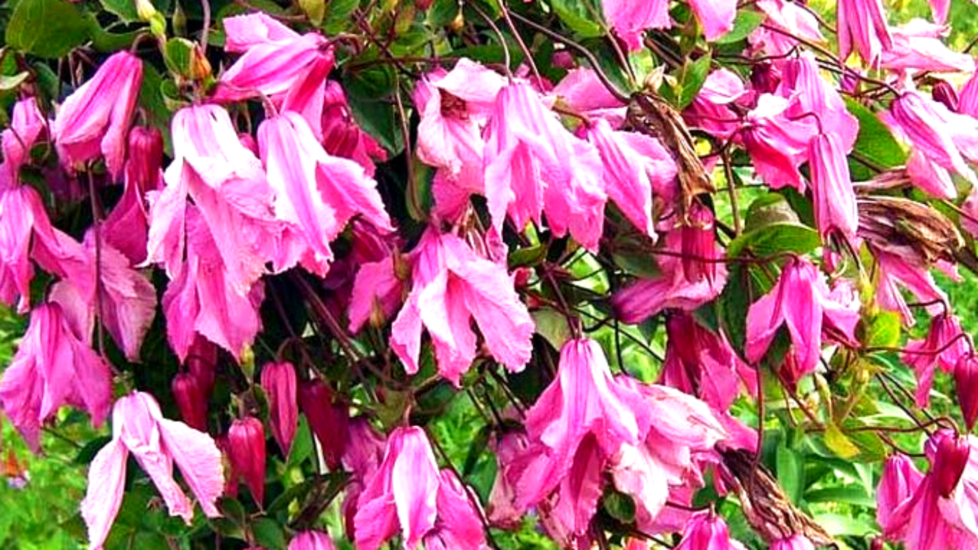 Клематис Интегрифолия