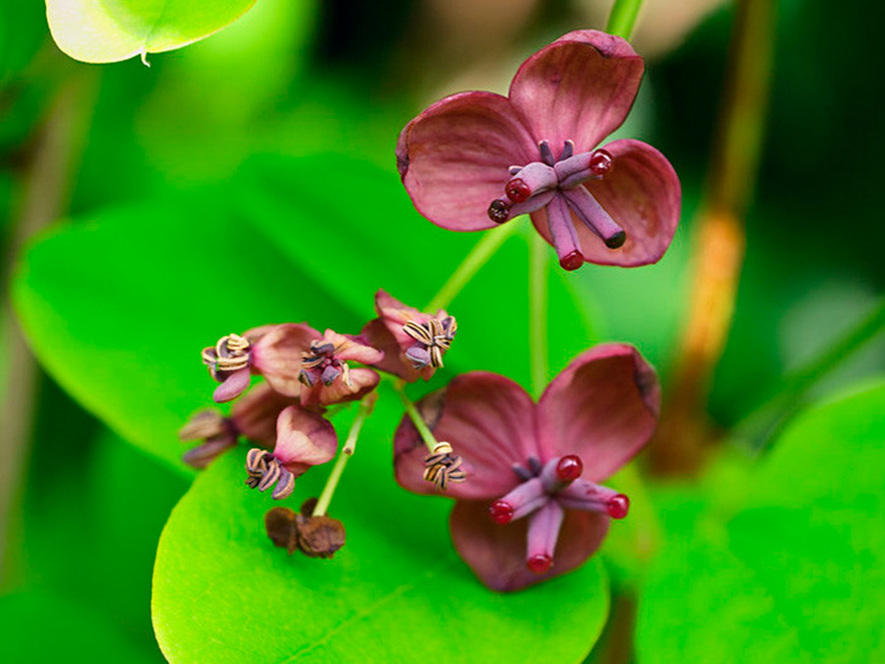 Акебия белоцветковая