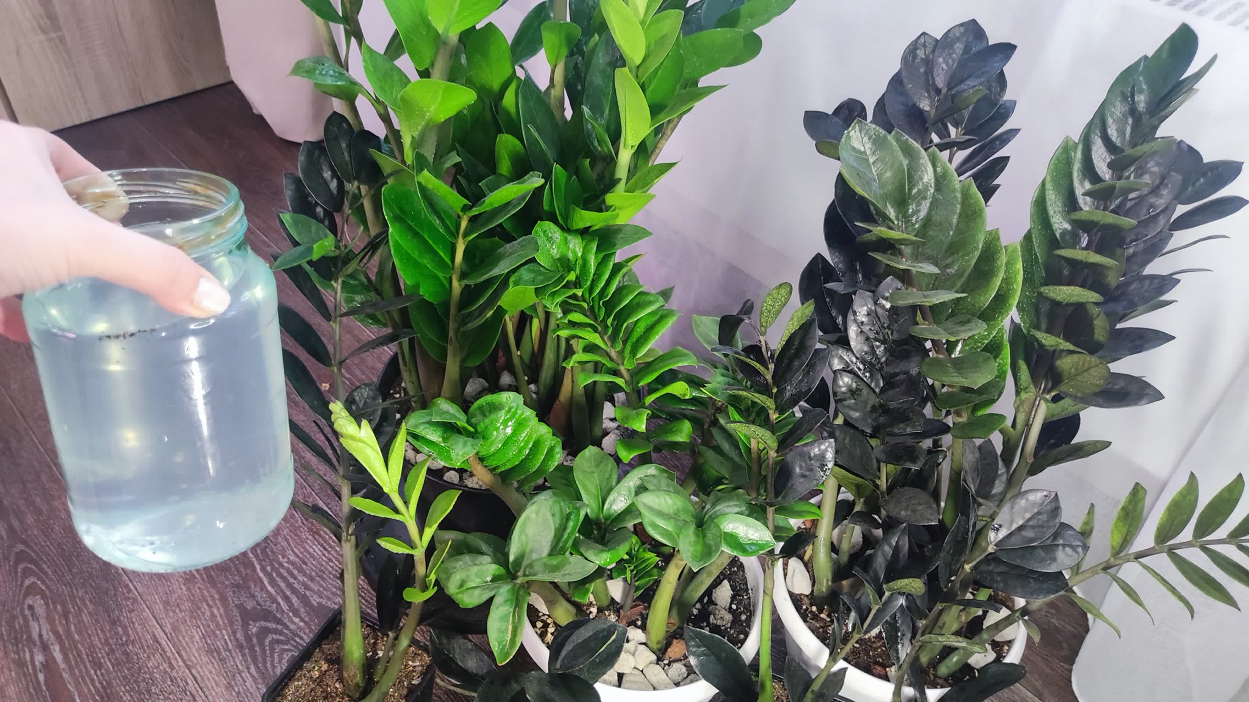 Ольха сибирская