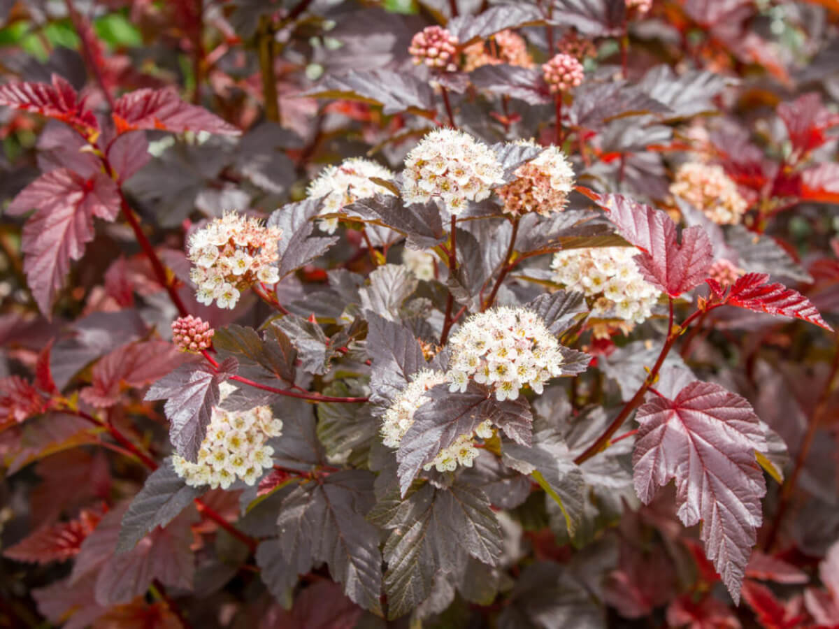 Пузыреплодник сизый