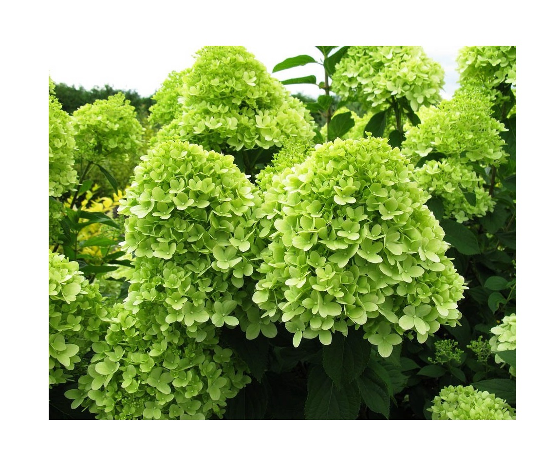 Гортензия метельчатая Гортензия метельчатая