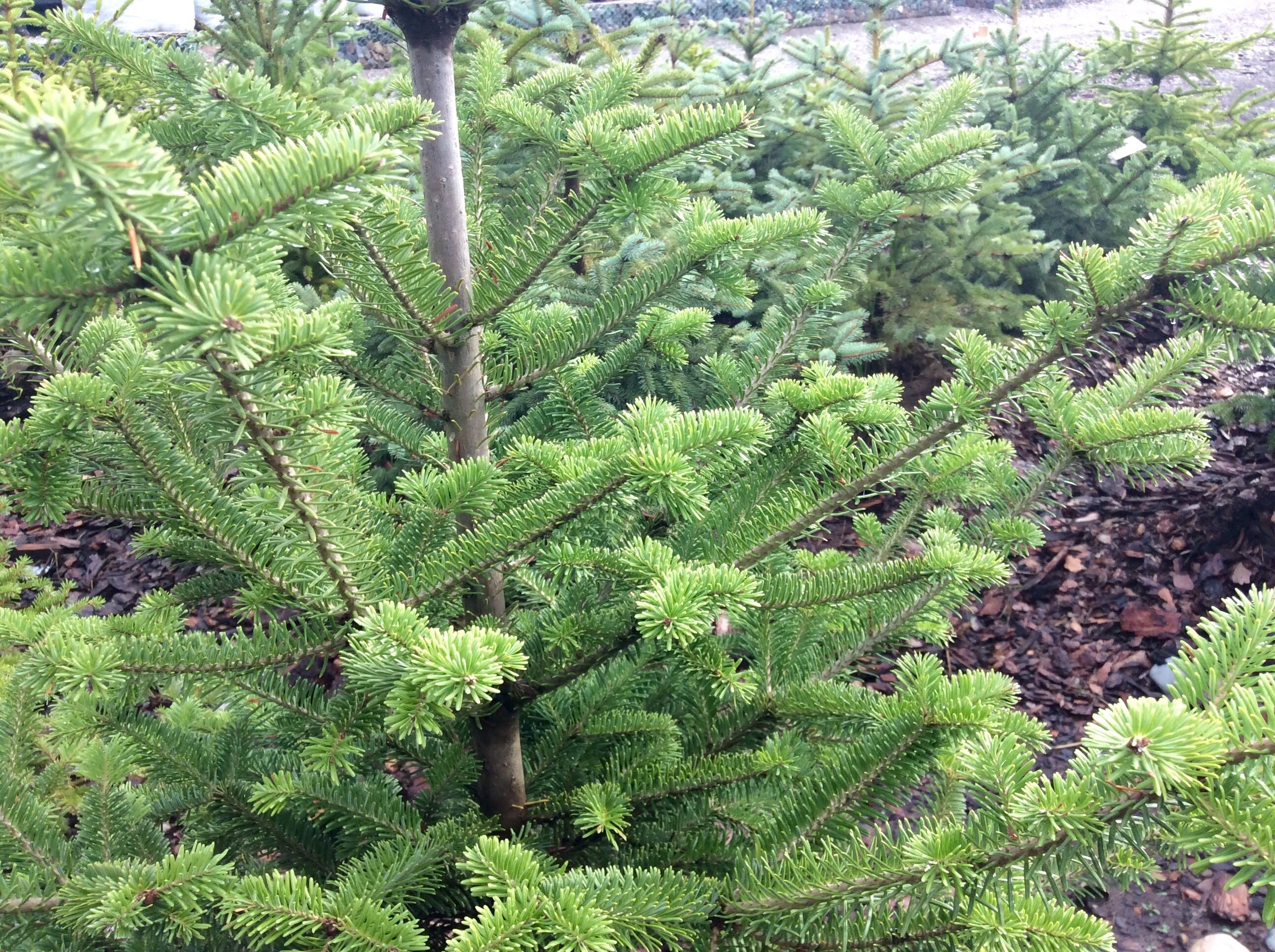 Пихта бальзамическая