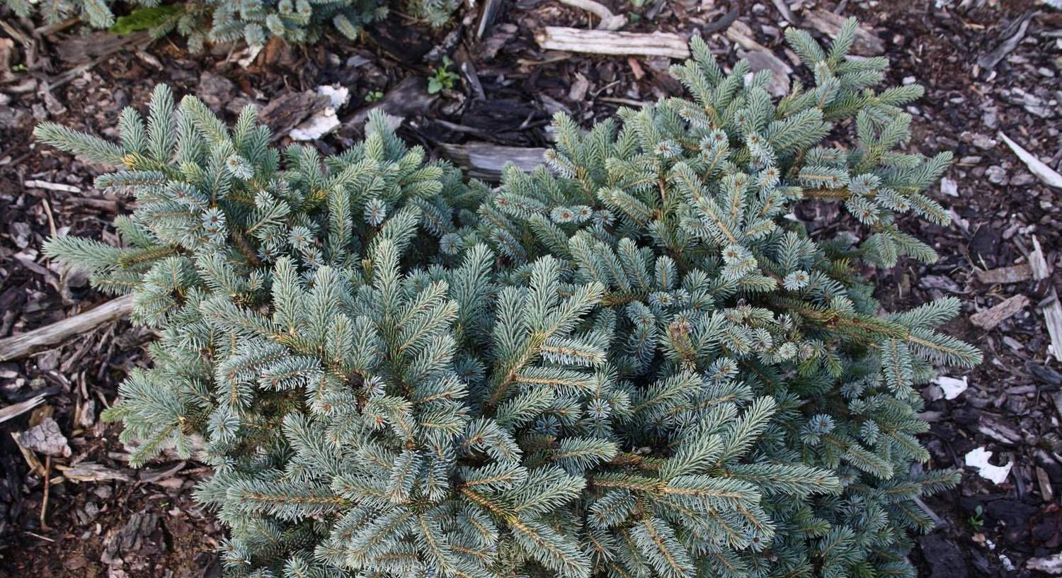 Ель аянская