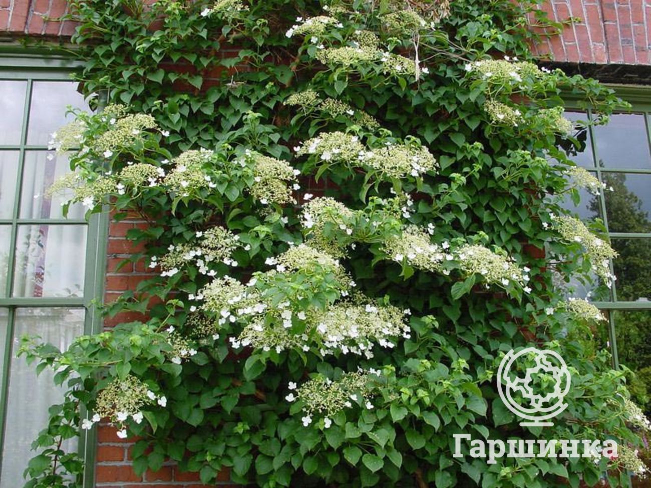 Гортензия черешковая Гортензия черешковая