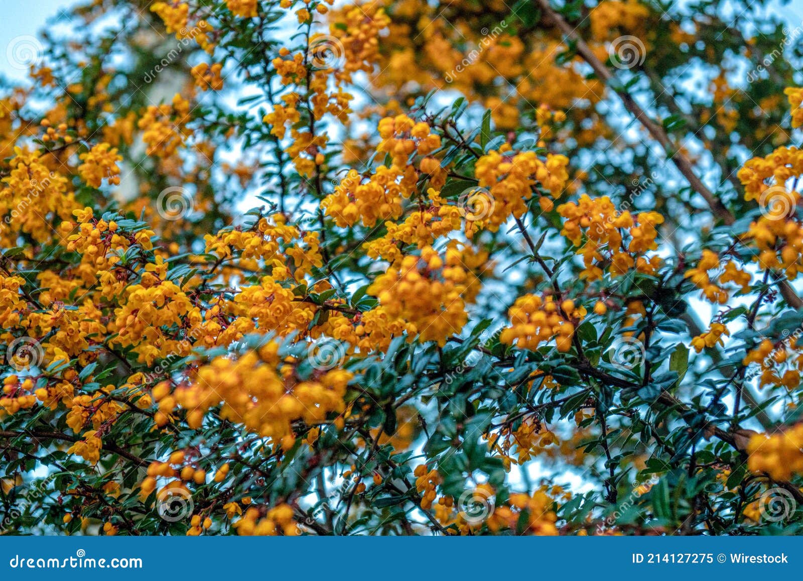 Барбарис Дарвина