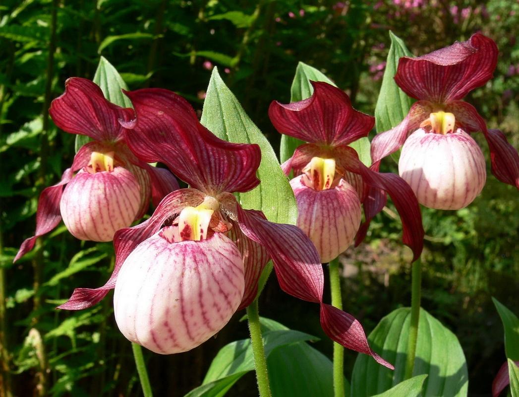 Башмачок бараноголовый Башмачок бараноголовый