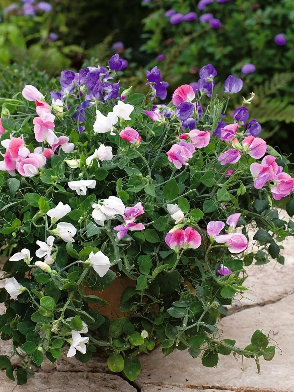 Душистый горошек Душистый горошек