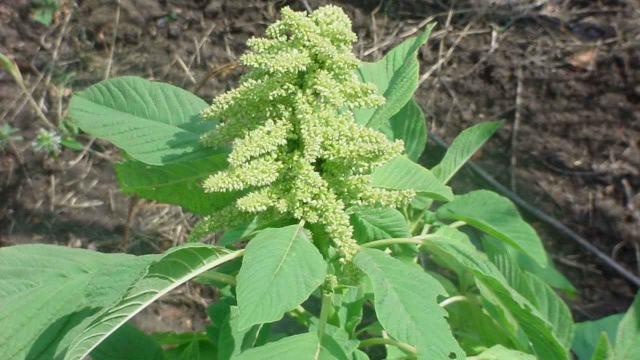 Безвкусница щирицевидная