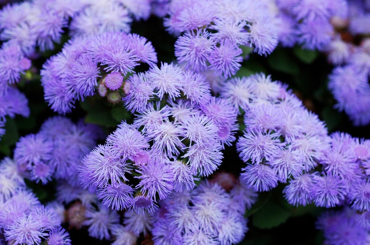 Агератум Агератум