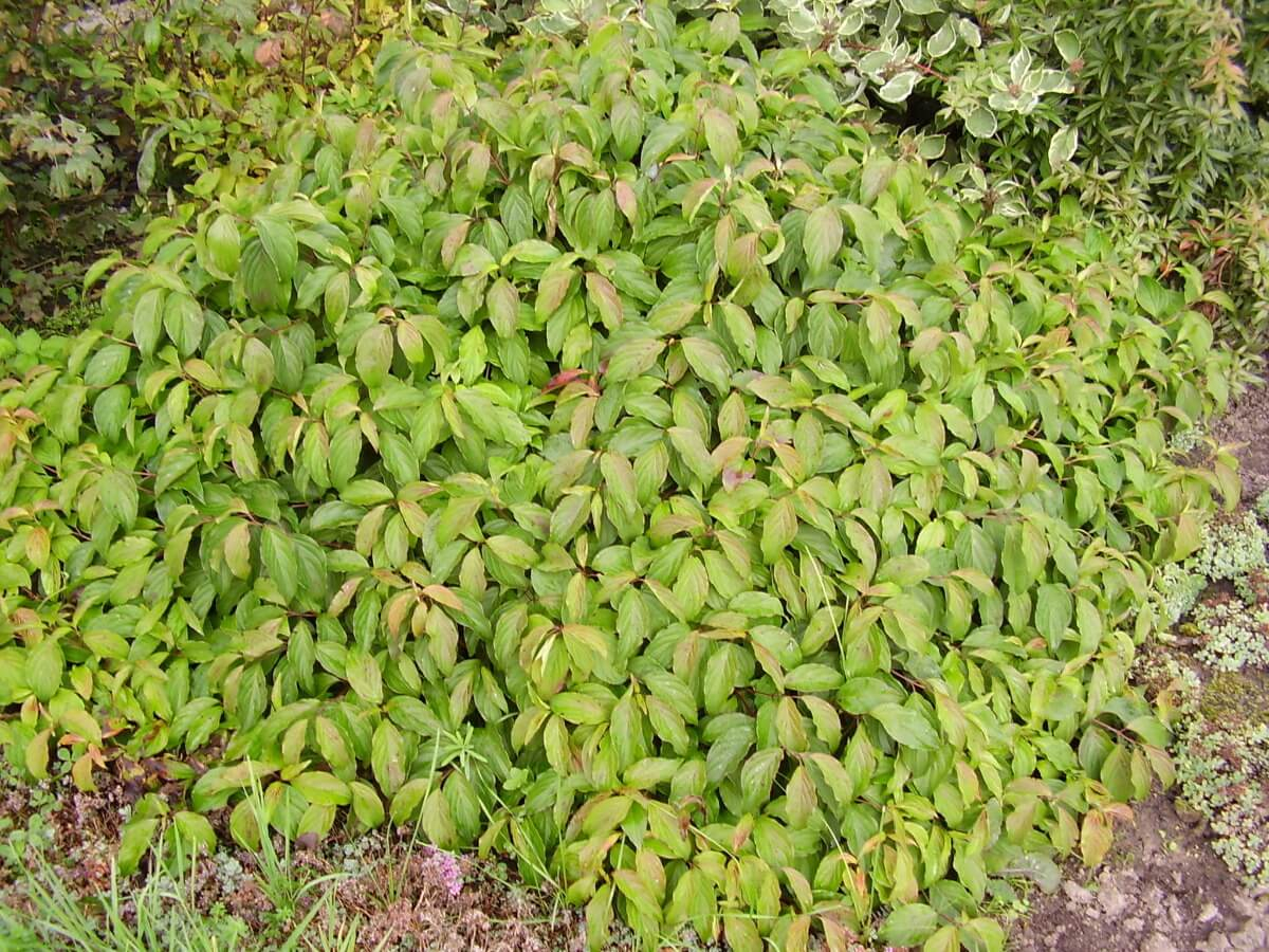 Дерен отпрысковый