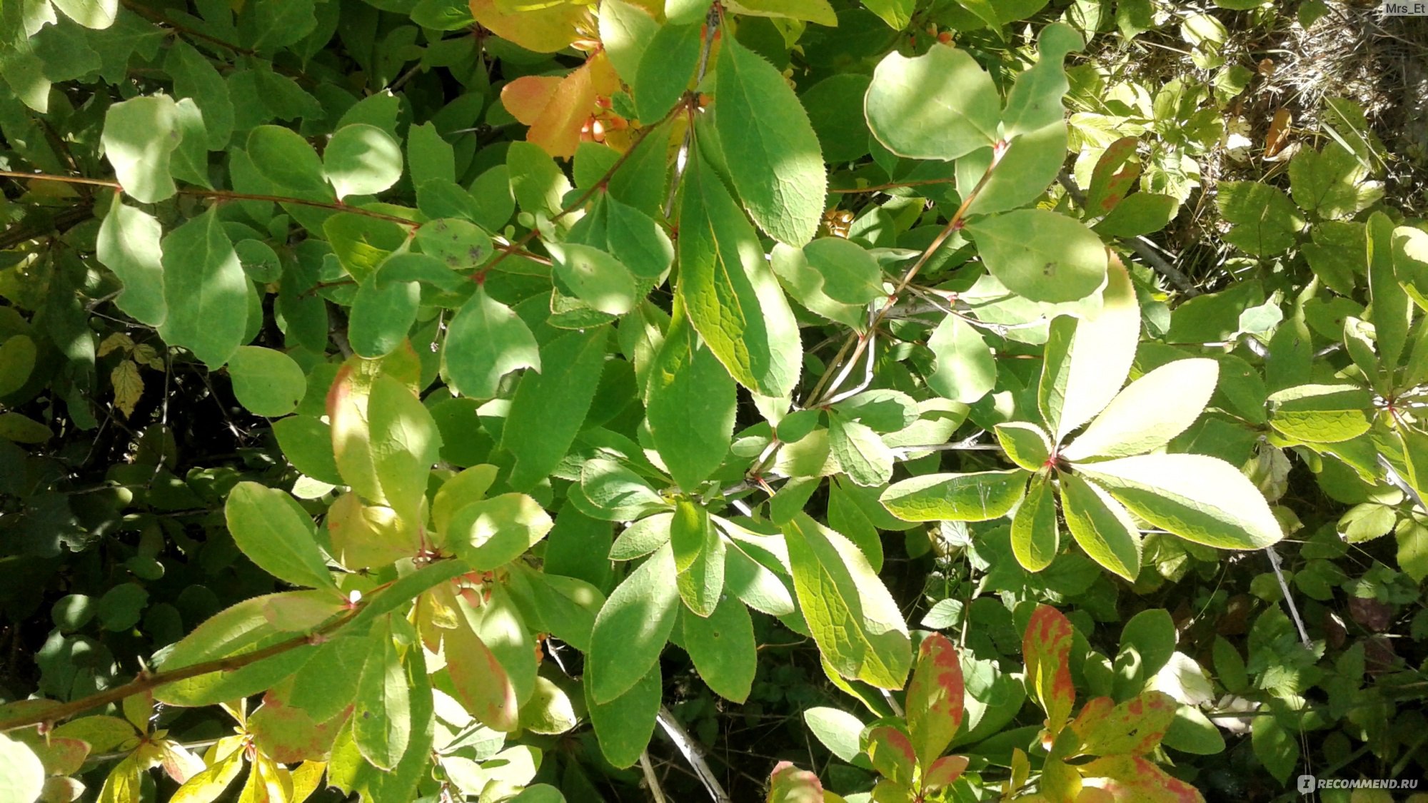 Барбарисовые (подсемейство)