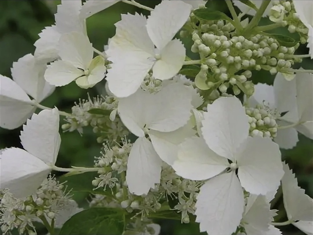 Гортензия метельчатая Гортензия метельчатая