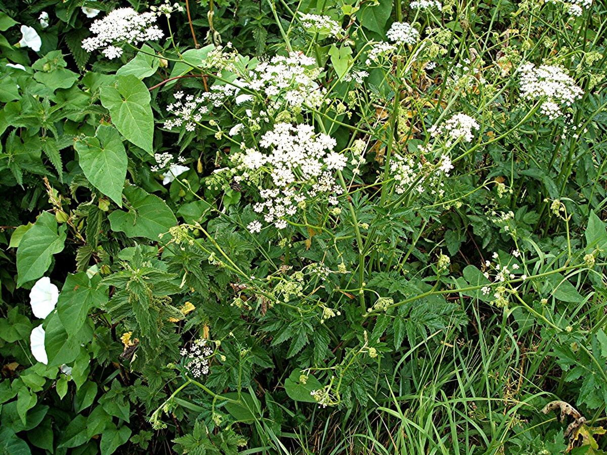 Бедренец горичниколистный