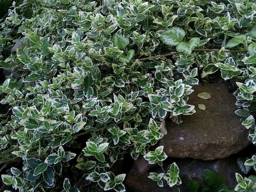 Бересклет Форчуна