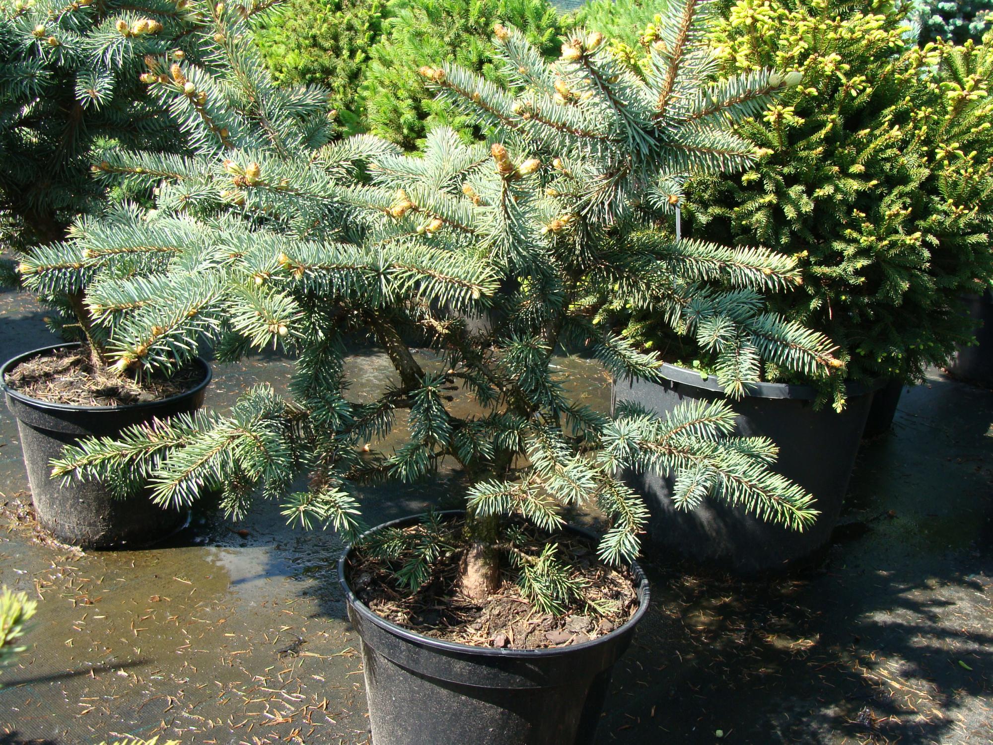 Ель колючая