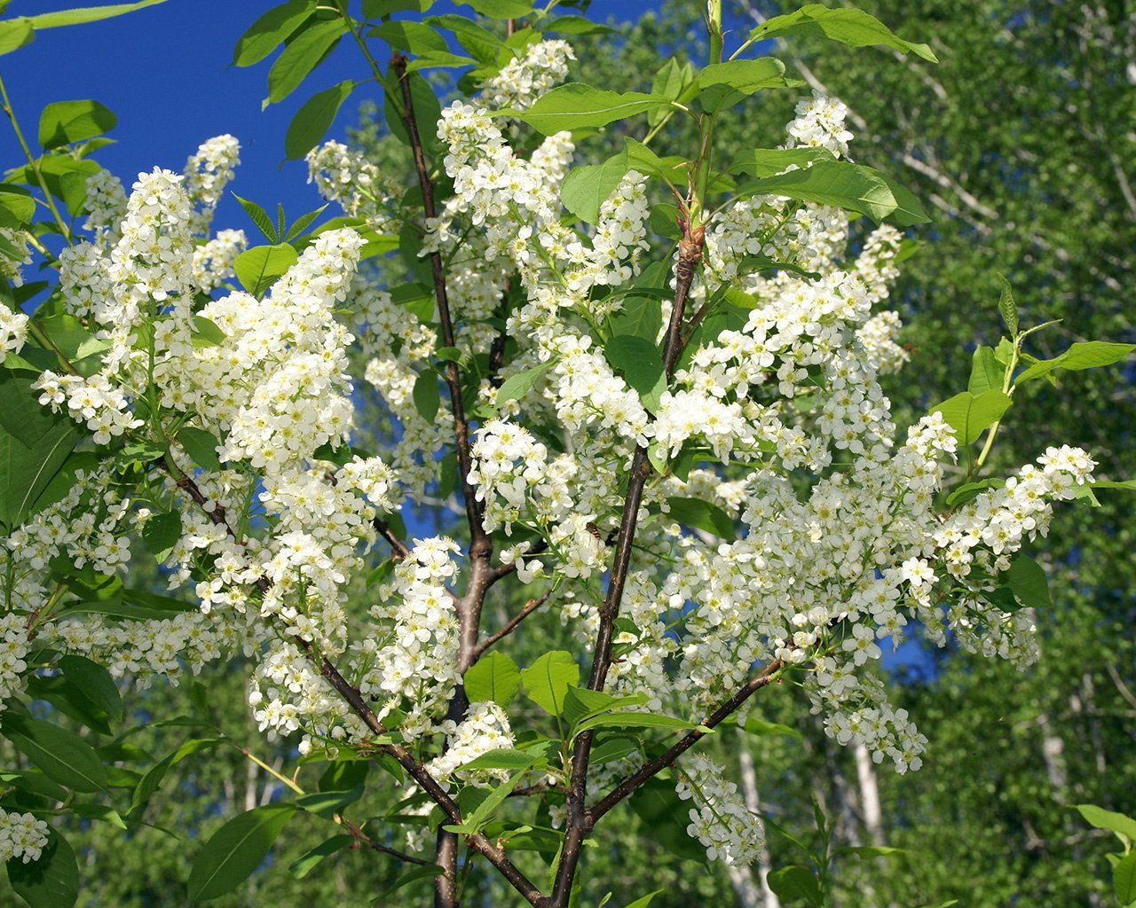 Черемуха сьори