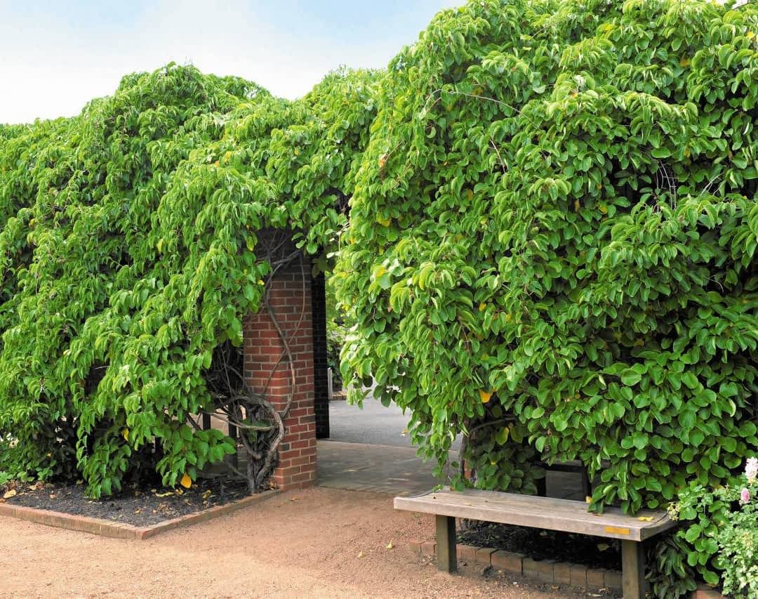 Актинидия острая