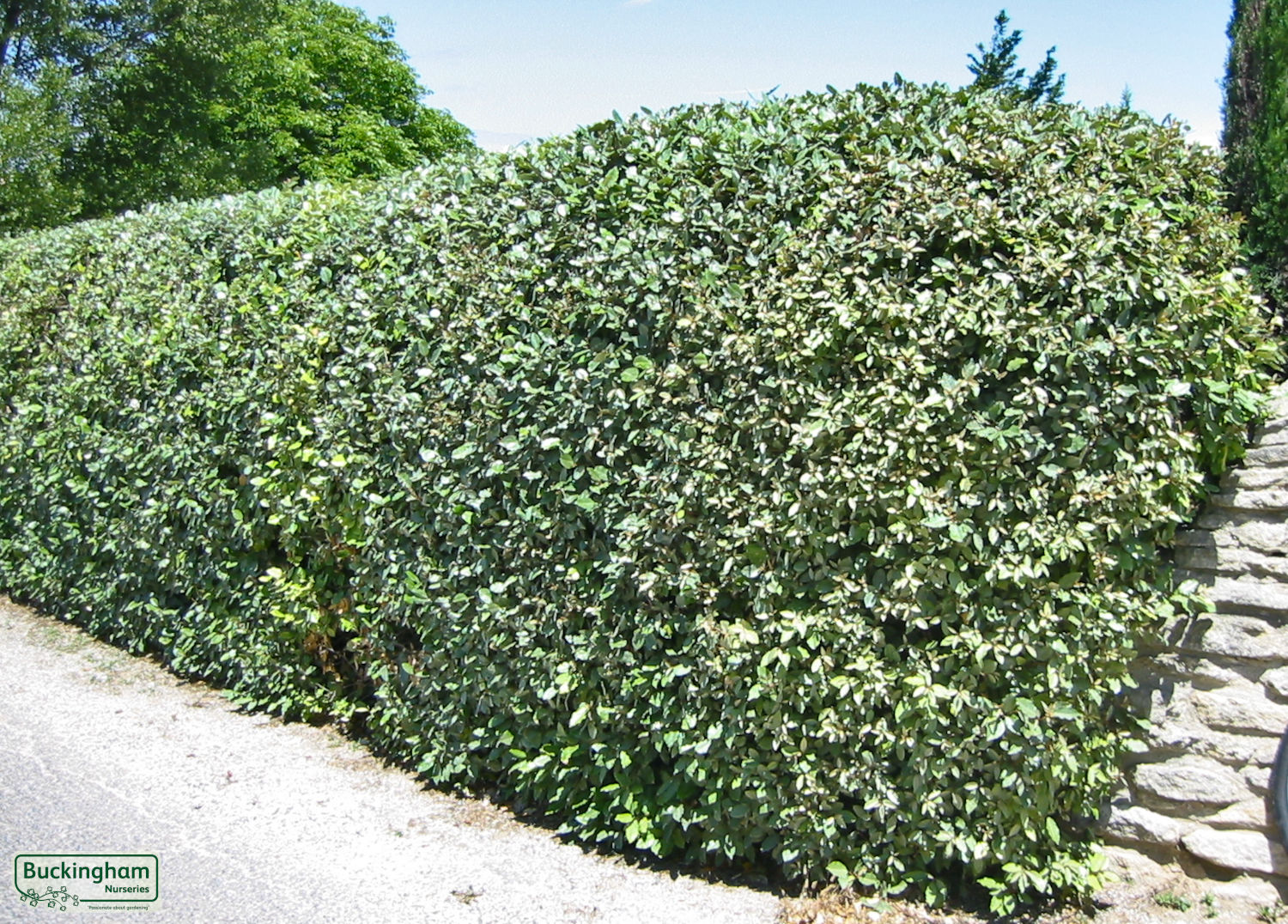 Лох Эббинга