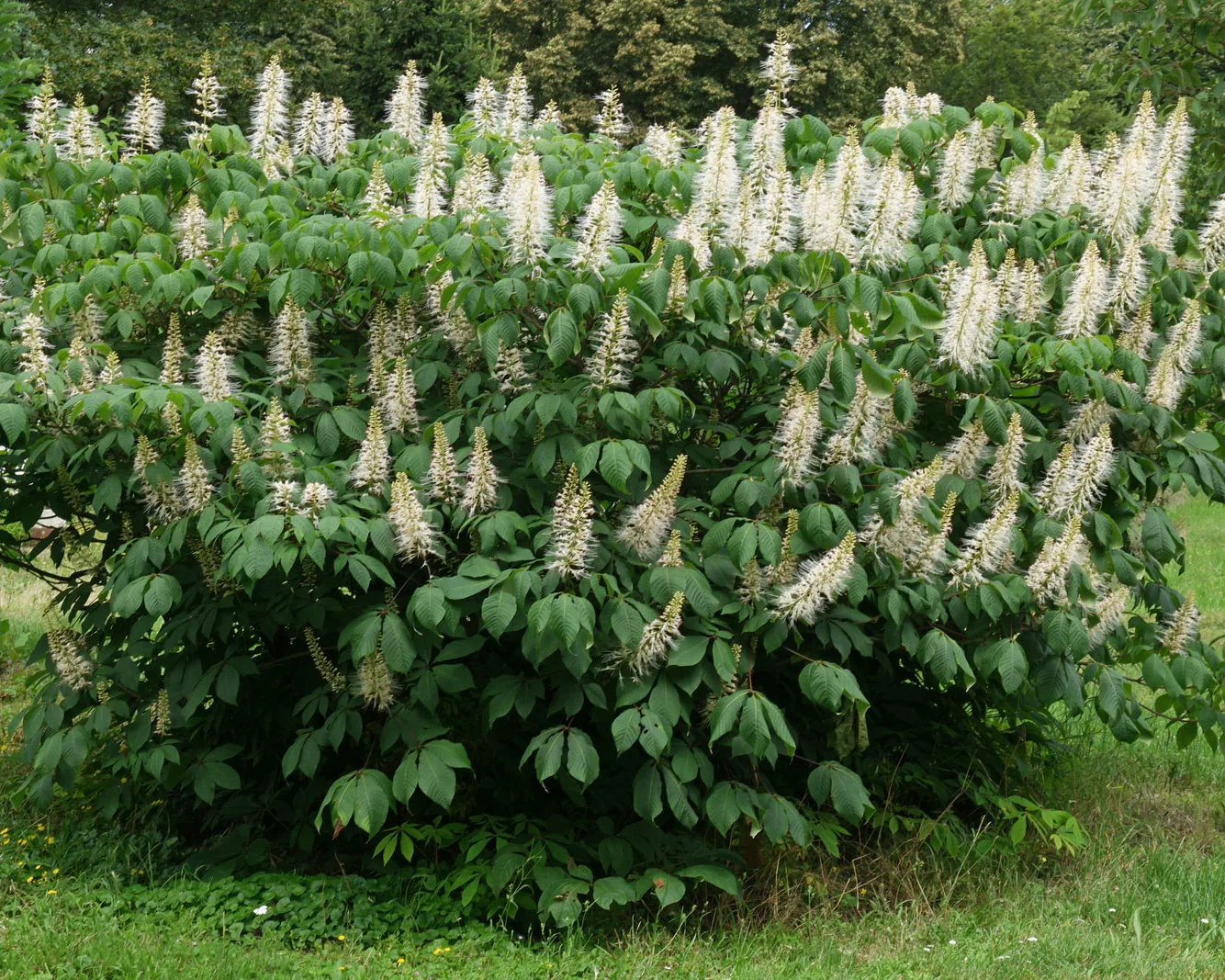 Каштан конский мелкоцветковый