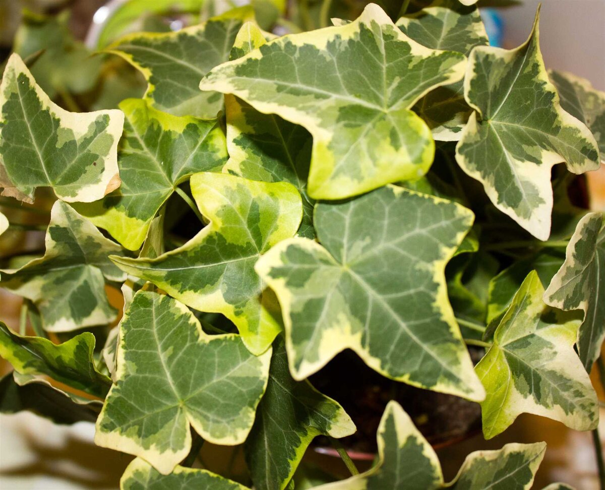 Плющ пестролистный