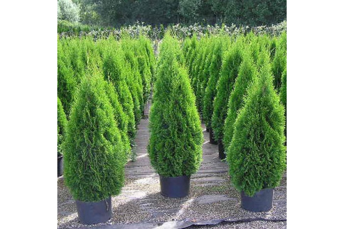 Туя западная Туя западная