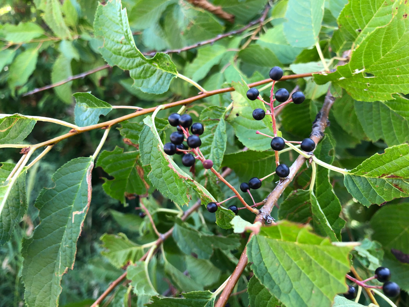 Черемуха Маака