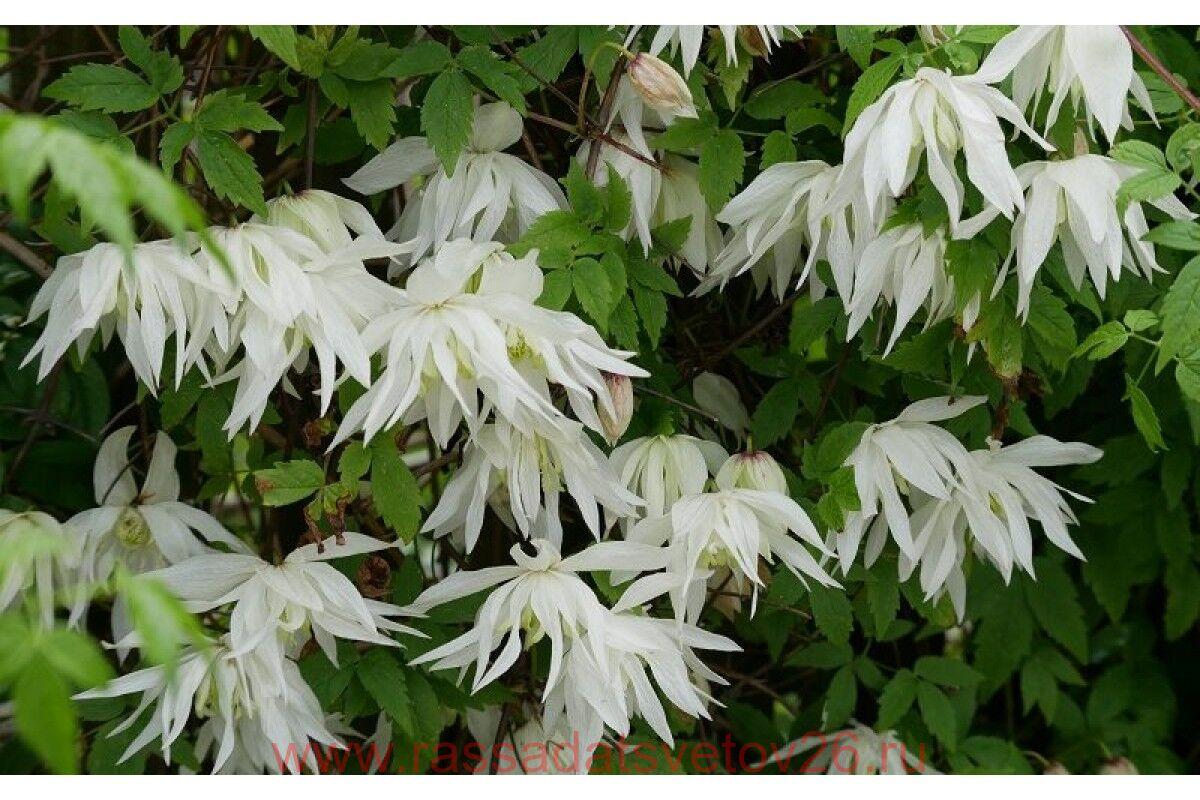 Клематис Флорида