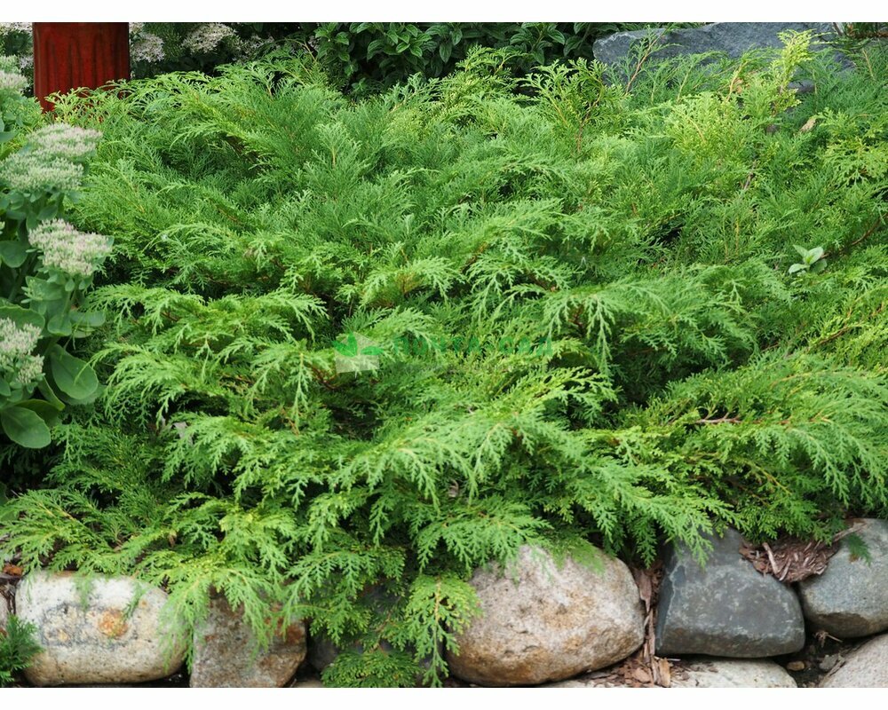 Микробиота