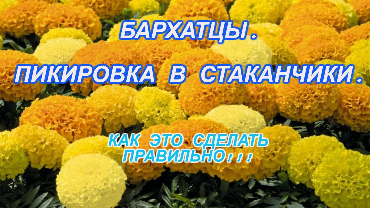 Бархатцы прямостоячие Бархатцы прямостоячие