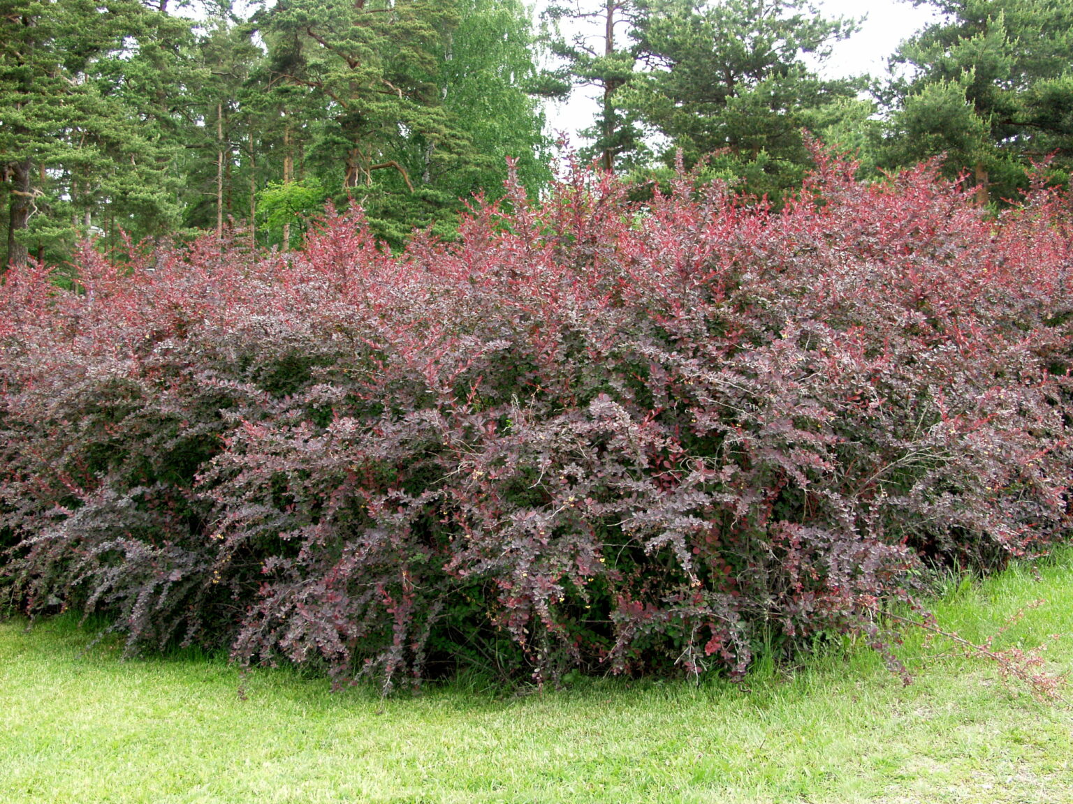 Барбарис оттавский Барбарис оттавский